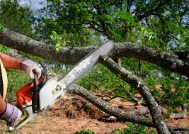 Best Tree Health Inspection  in Piney Mountain, VA